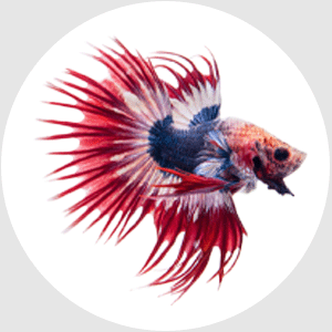 Aquaristik & Terraristik